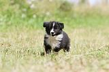 BORDER COLLIE 636